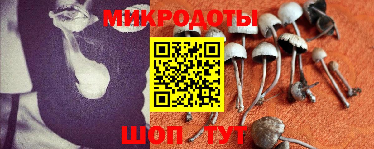 Псилоцибиновые грибы Psilocybine cubensis Полысаево